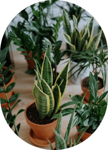 Parlor Palm