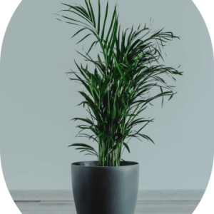 Parlor Palm