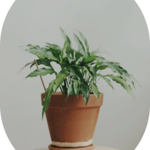 Pathos Plant