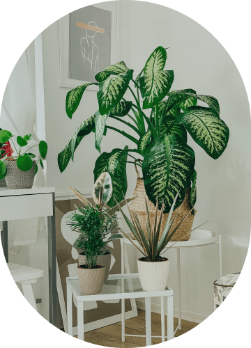 Parlor Palm